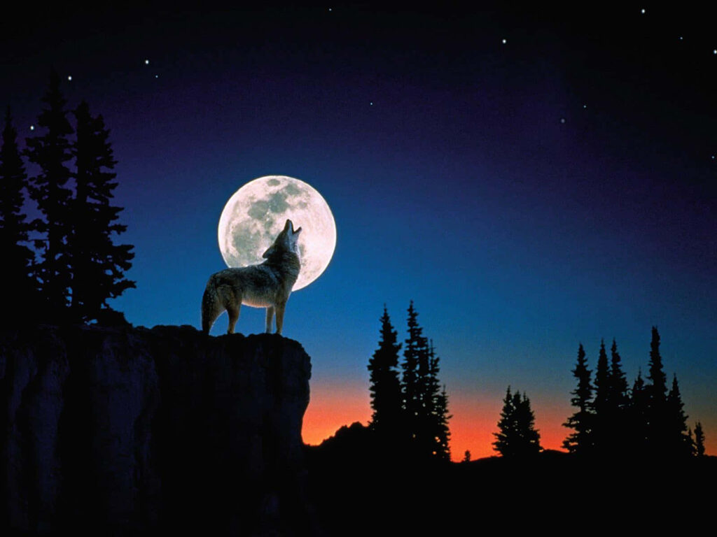 Lone Wolf Howling at Moon - Captivating Starry Night Wallpaper