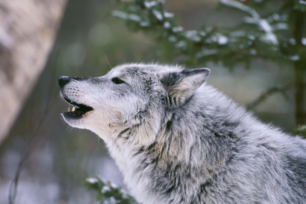Majestic Lone Wolf Howling Under Moonlit Night Wallpaper