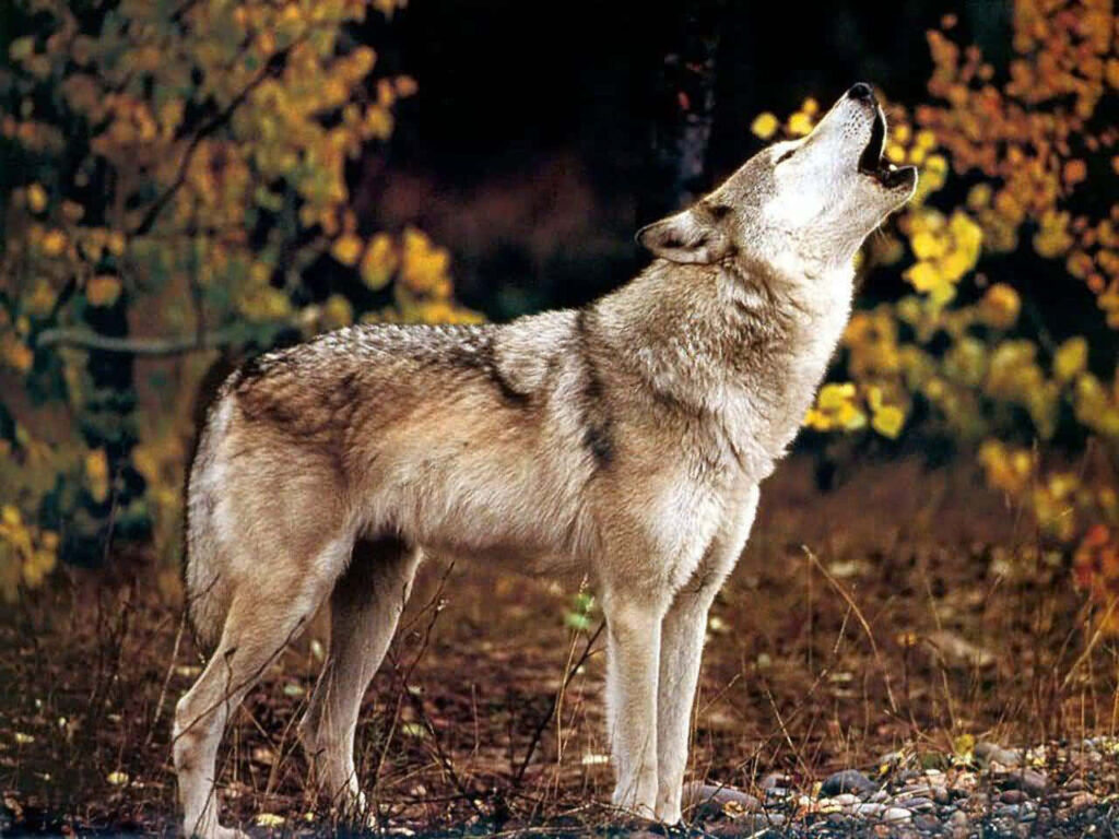 Howling Wolf on Rocky Terrain with Autumn Foliage - Wilderness Art Wallpaper
