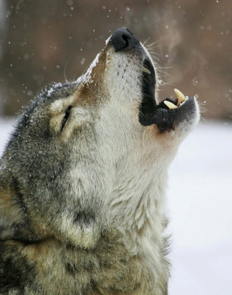 Lone Wolf Howling in Misty Forest - Ethereal Wilderness Wallpaper