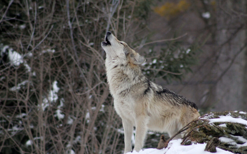 Lone Wolf Howling in Snowy Forest - Tranquil Winter Wallpaper