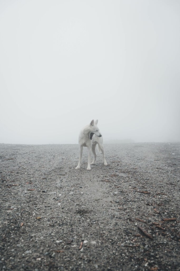 Lone Wolf in Foggy Landscape Wallpaper – Striking & Serene Background