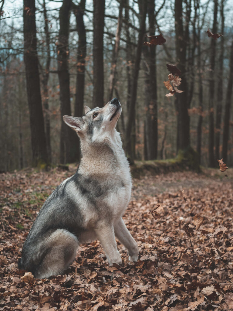 Lone Wolf in Autumn Forest: Nature's Mystical Serenity Wallpaper