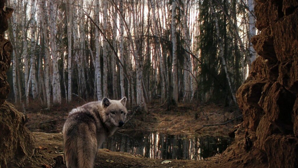 Lone Wolf in Misty Forest: Serene Nature's Solitude Wallpaper