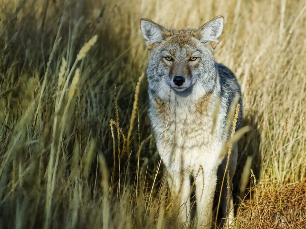 Lone Wolf Stealth in Tall Grass: Predator's Focused Gaze Background Wallpaper
