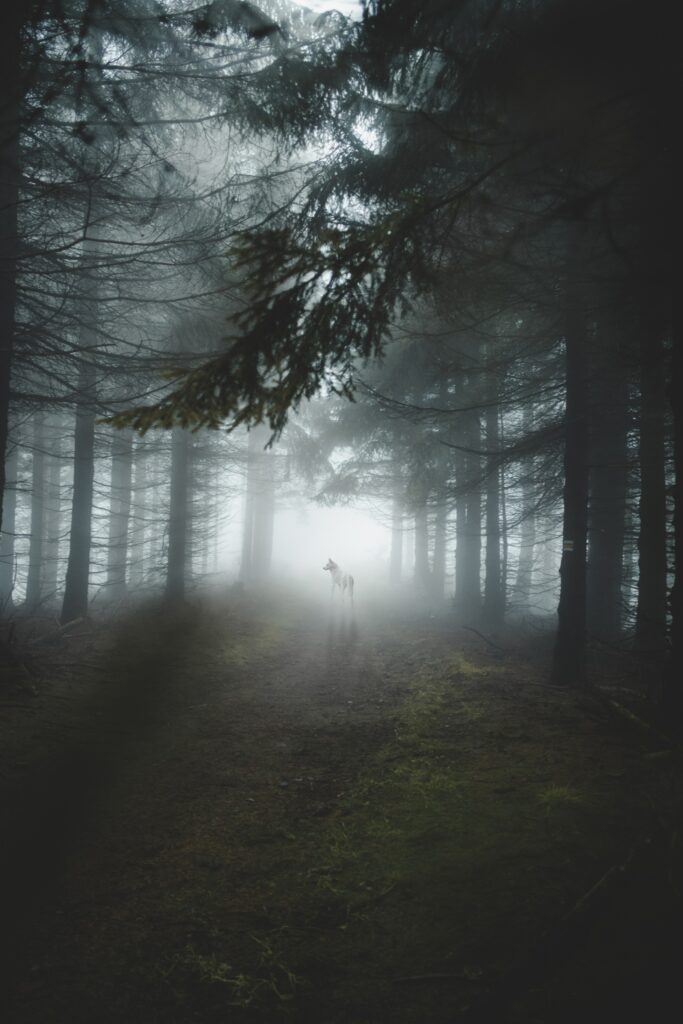 Lone wolf on misty forest path with tall trees and diffused light creating atmospheric scene Wallpaper