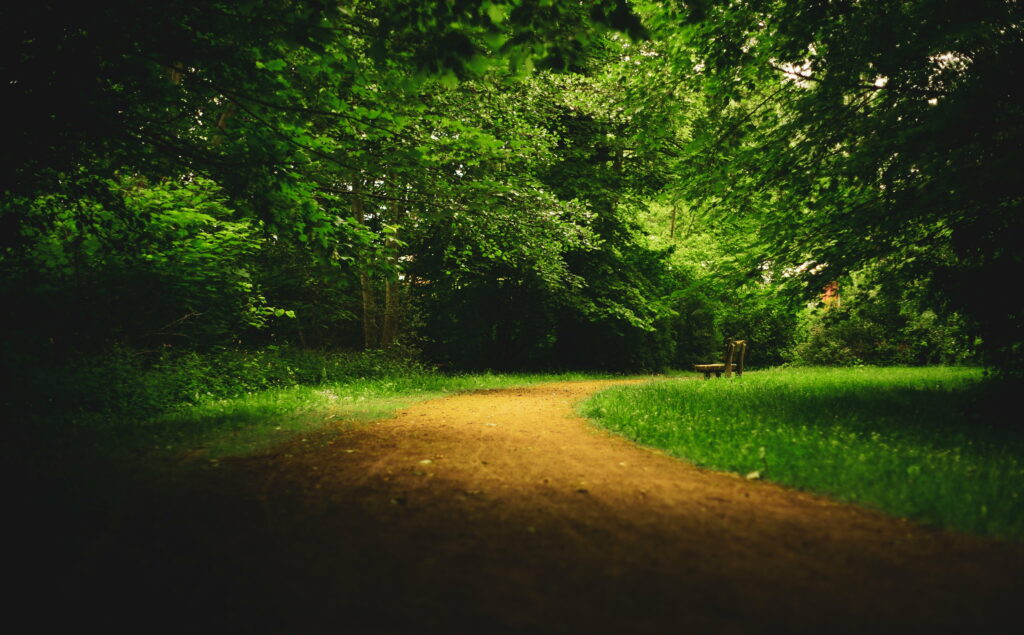 Solitude Serrated: Embracing the Resilience of Nature's Verdant Sanctuary Wallpaper