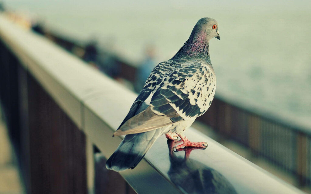 Solitude by the Shoreline: A Captivating Lonely Pigeon Wallpaper