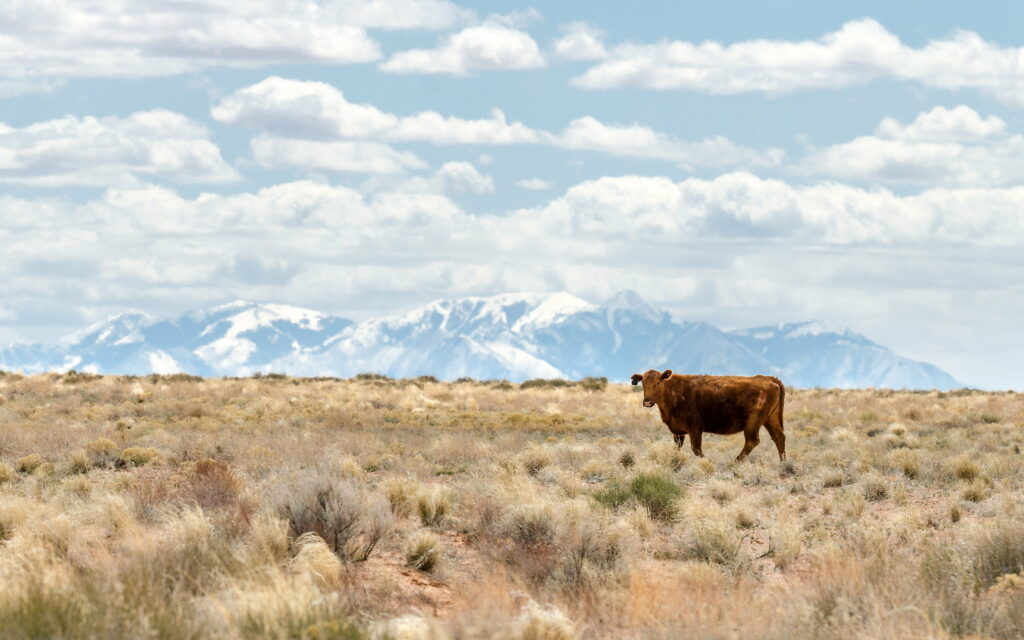 Solitude in the Pasture: Majestic Cow Grazing in a Peaceful Field - HD Wallpaper