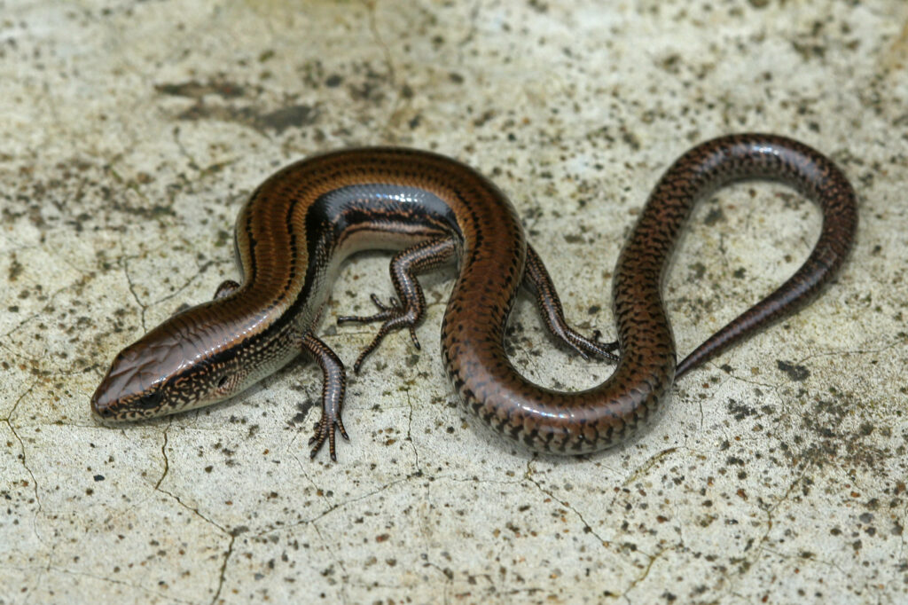 Long Two Lined Ground Skink Wallpaper: Sleek Design & Natural Textures