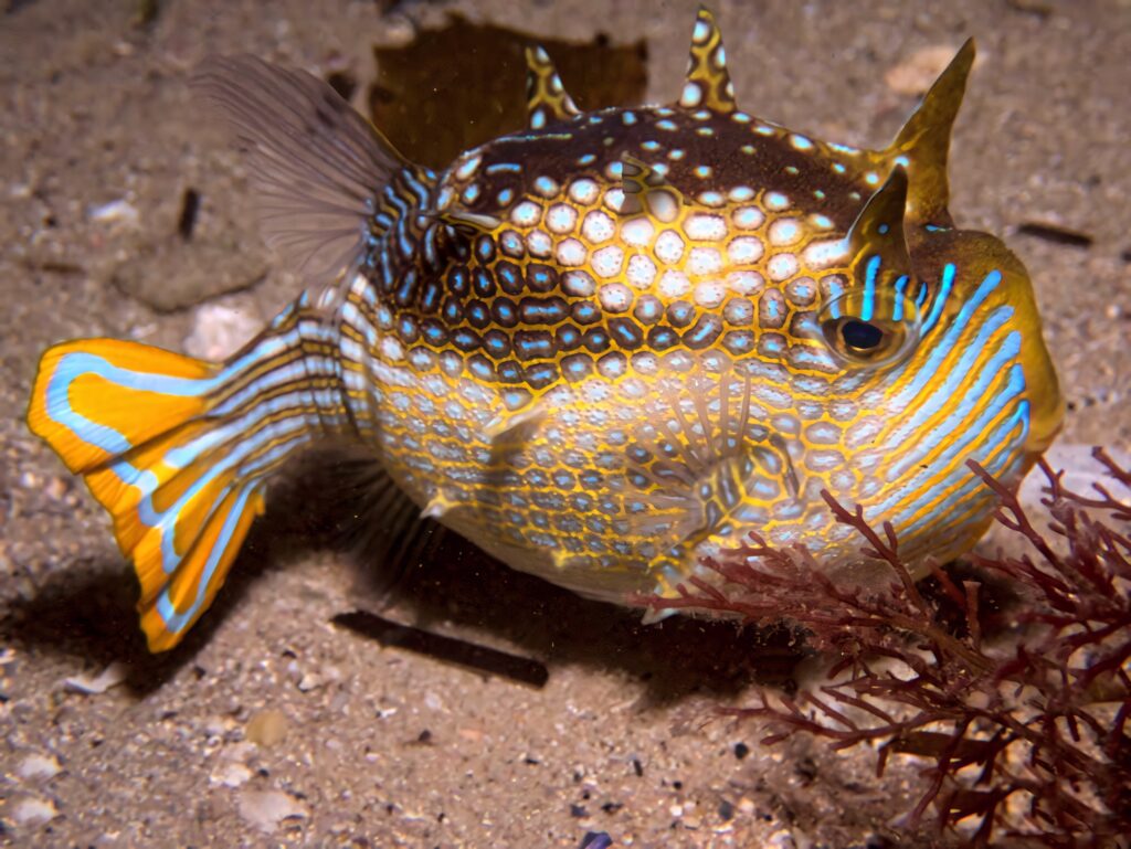 Close-up of vibrant yellow blue Longhorn Cowfish with hexagonal spots on sandy ocean floor background Wallpaper