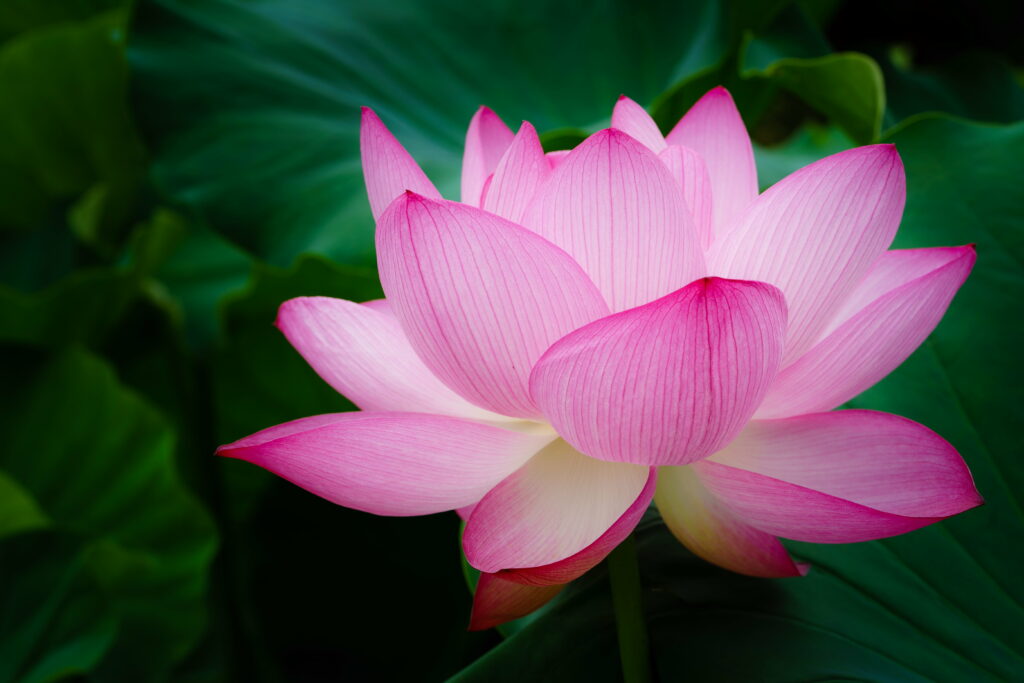 Radiant pink lotus flower in full bloom with lush dark green background nature wallpaper