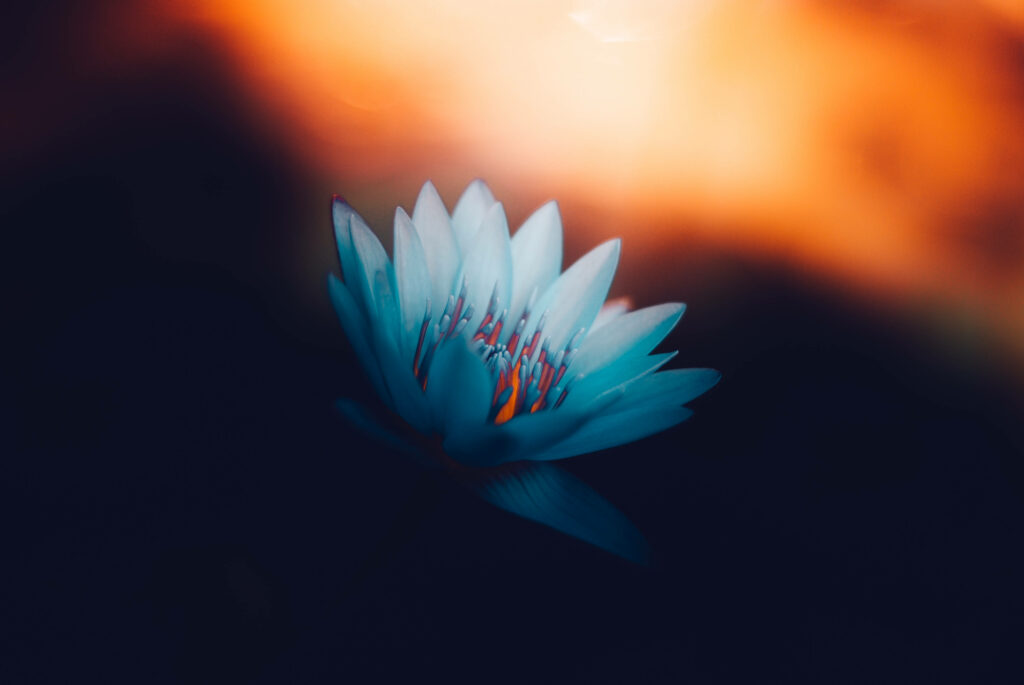 Serene Blossoms: A Captivating White Lotus Reflection Wallpaper
