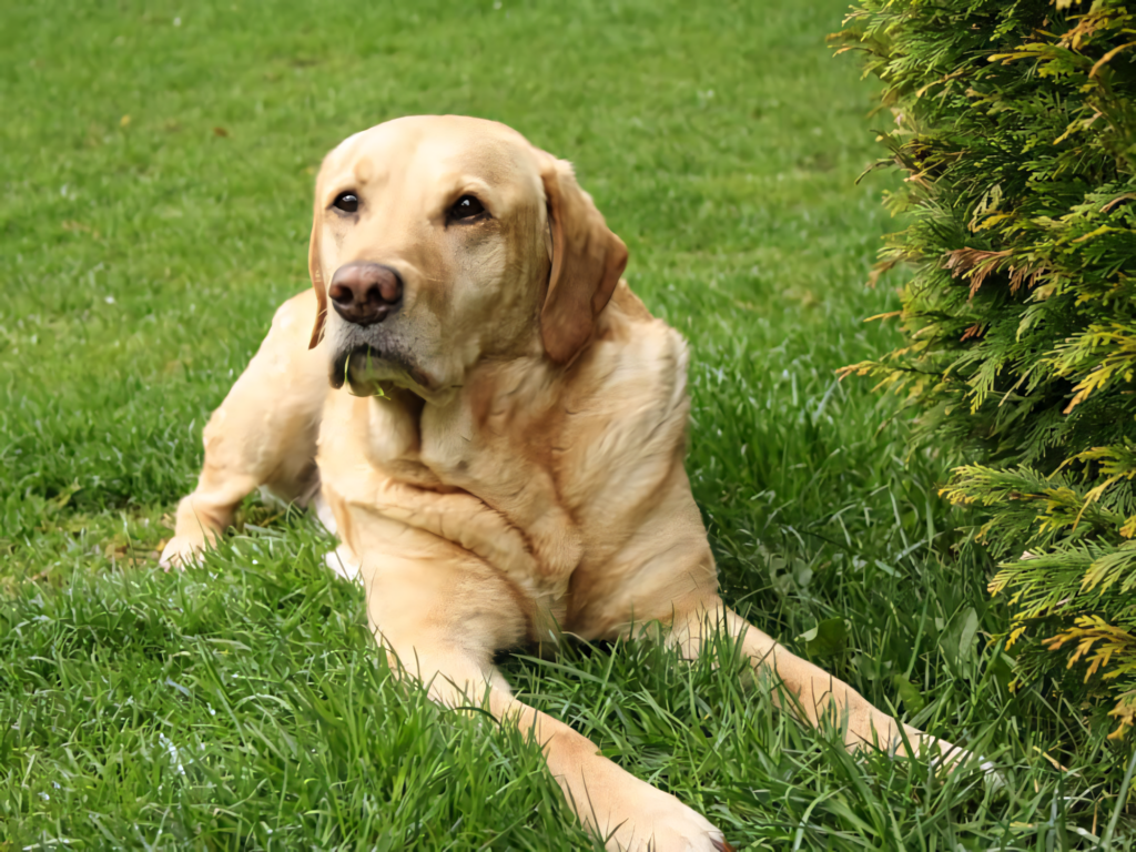 Loving Labrador Retriever Wallpaper on Lush Green Lawn Background