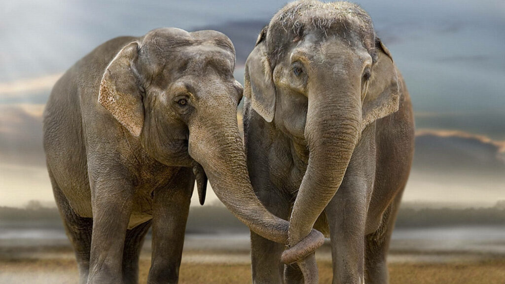 Love Unforgettable: A Stunning HD Wallpaper of Intertwined Couple Elephants Against a Blurry Background