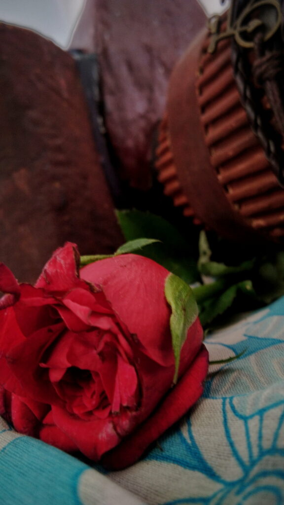 The Apologetic Red Rose: A Lovegraphy Snapshot for Your Phone Wallpaper Background