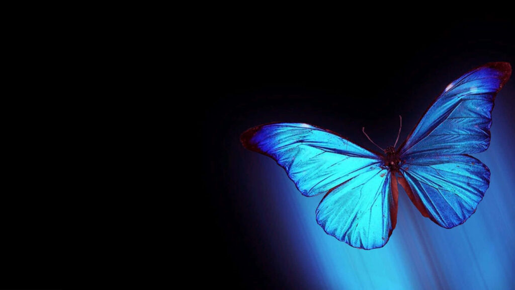 Enchanting Blue Butterfly Wallpaper Against Black Background