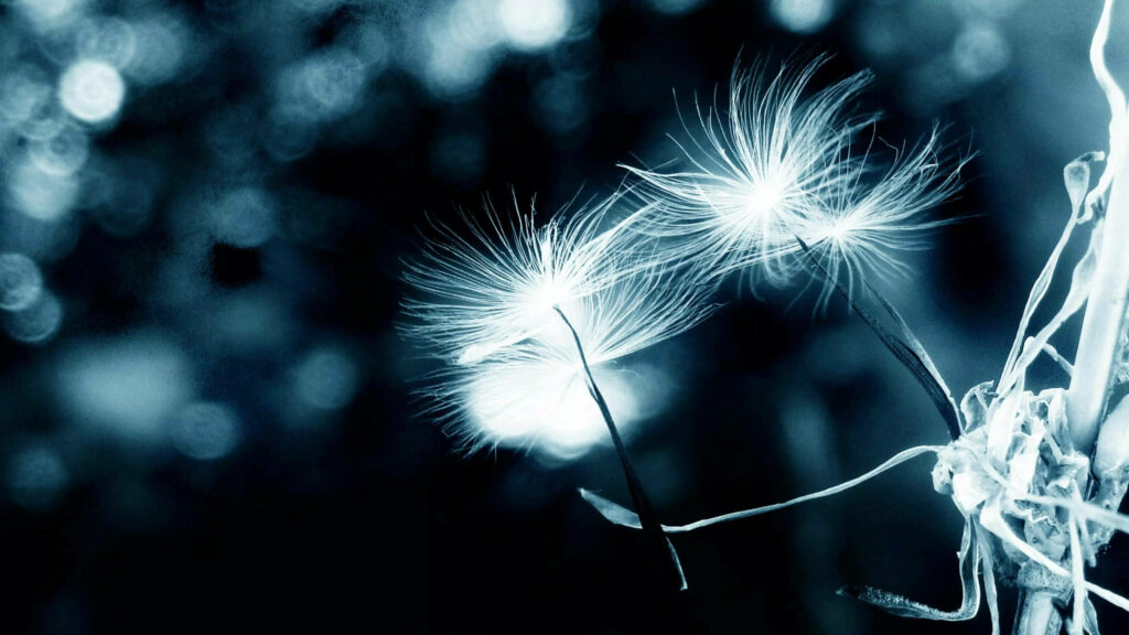 Close-Up Dandelions: Ethereal Monochrome Wallpaper Background