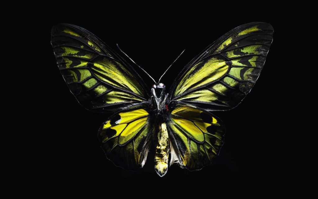 Luminous Dark Butterfly Wallpaper: Enchanting Green & Yellow Patterns