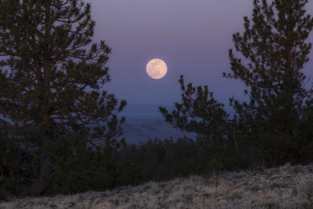 Luminous full moon over tranquil twilight landscape with tall trees delicate branches and grass Wallpaper
