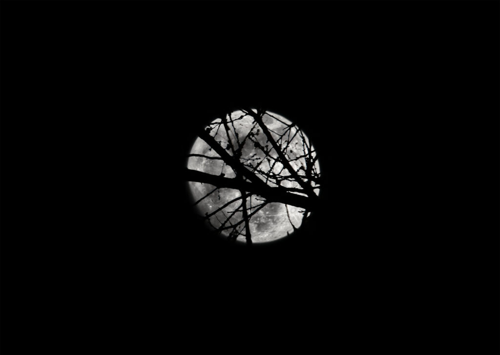 Luminous Full Moon Wallpaper: Serene Night Sky and Silhouetted Branches