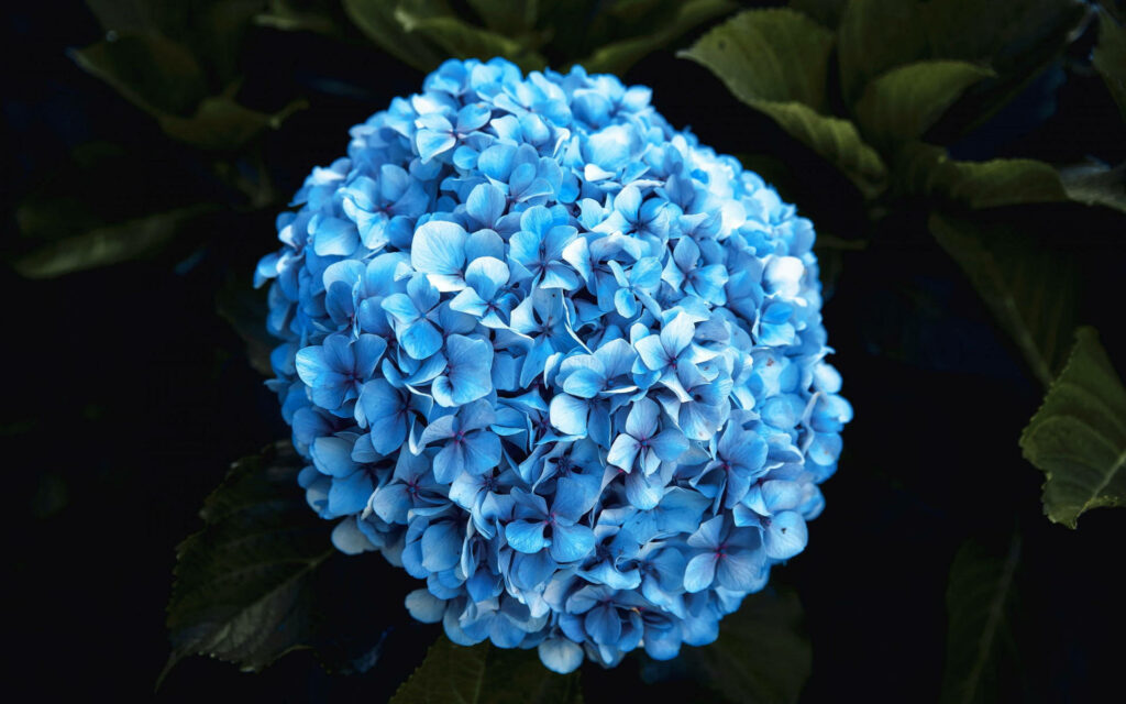 Serenade of the Blue Hydrangea: A Captivating Floral Symphony Wallpaper