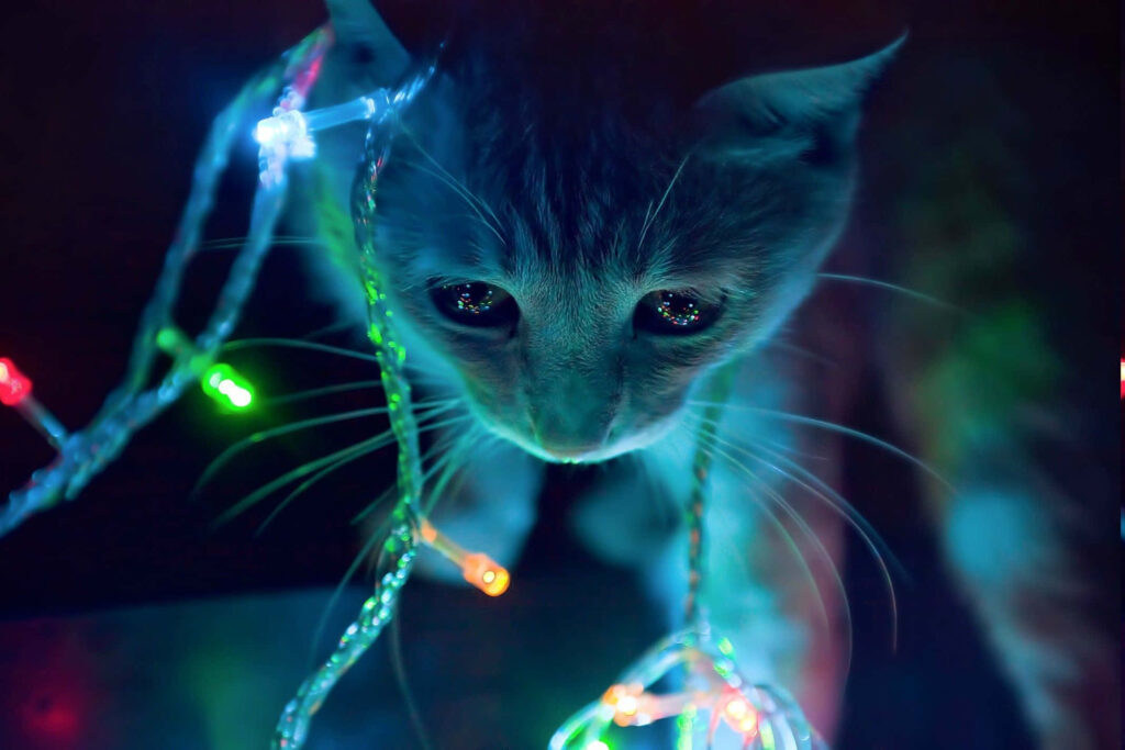 Luminous Life: Neon Cat Wallpaper - Vibrant & Surreal Background