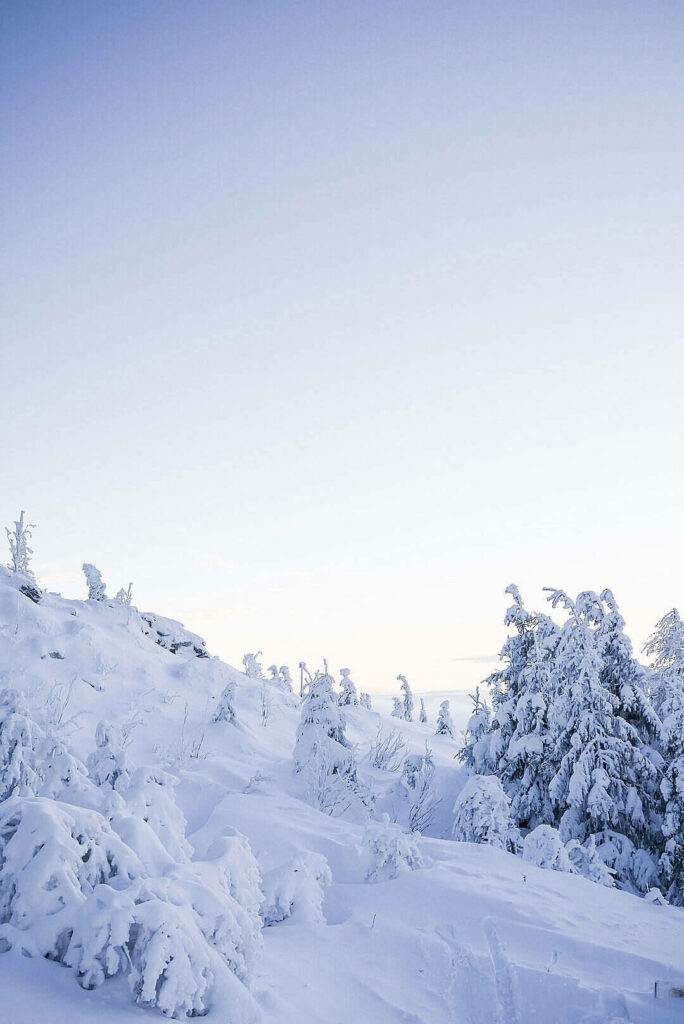 Majestic Winter Wonderland: Immersive Forestscape as Enchanting iPhone Background Wallpaper
