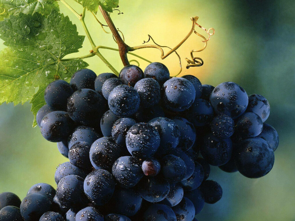 Vibrant Autumn Grapes Wallpaper: Luscious Purple with Dewdrops