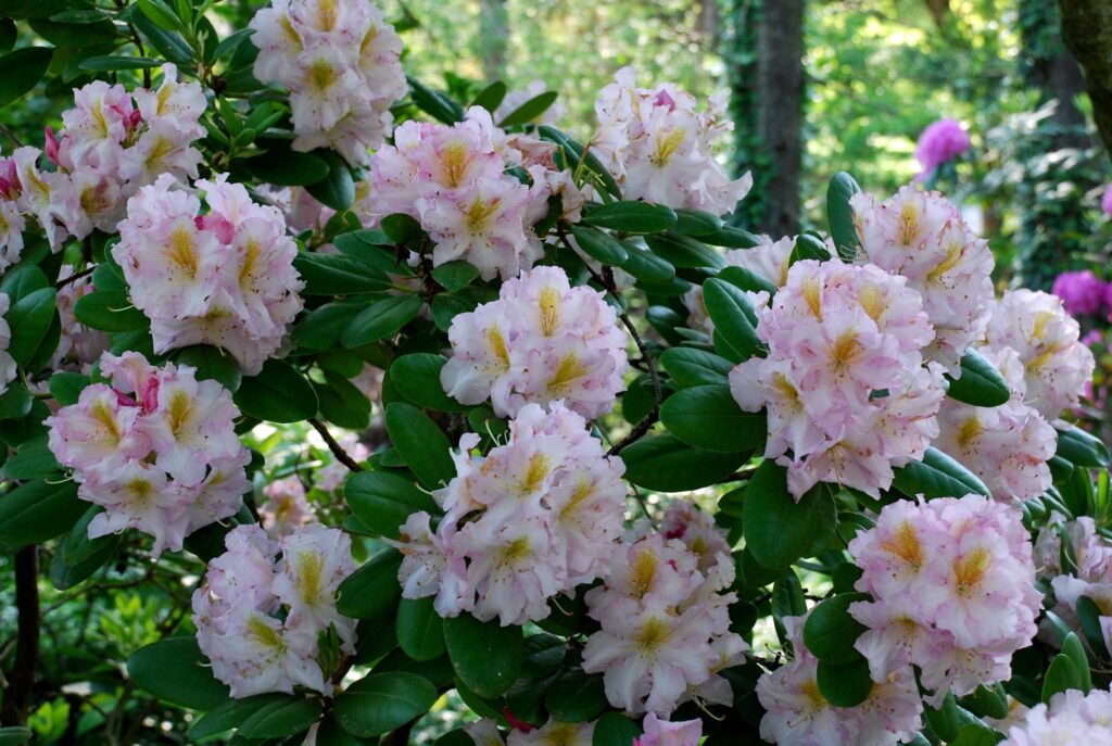 Serene Azalea Bush: Pink Blossoms & Green Leaves Garden Wallpaper