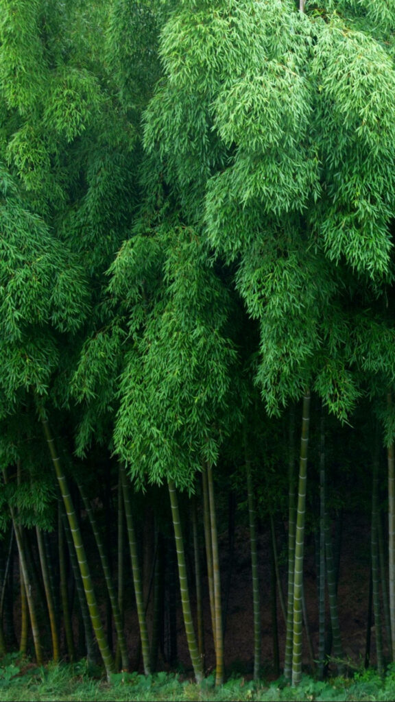 Lush green bamboo forest wallpaper with tall stalks and dense foliage for iPhone background