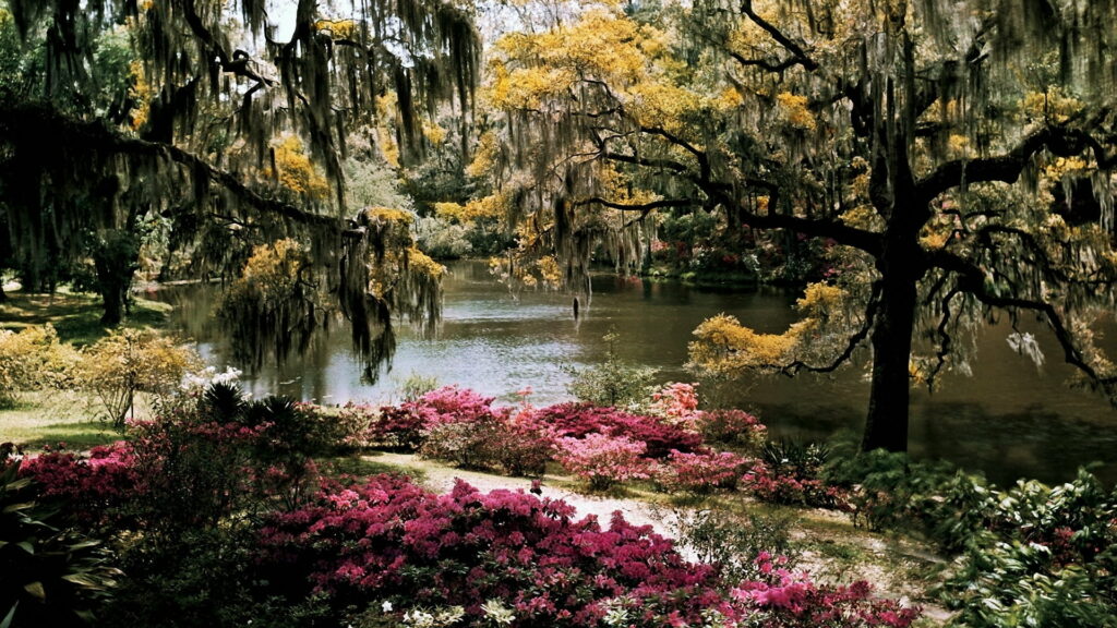 A Serene Botanical Oasis: Exploring Middleton Gardens in South Carolina's Enchanting Scenery Wallpaper