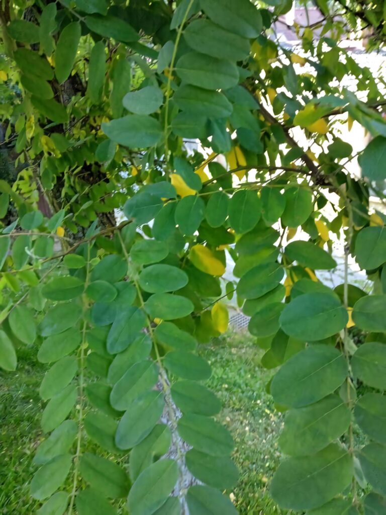 Lush green black locust tree leaves creating a vibrant natural wallpaper background for nature fans