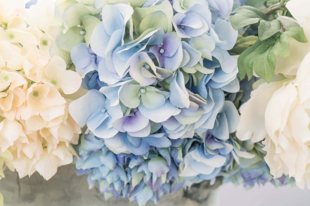 Stunning Close-Up of Blue Hydrangeas: Soothing Floral Wallpaper