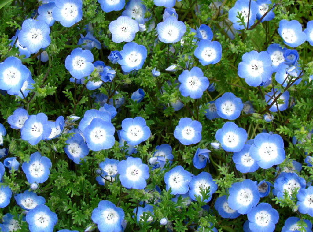 Calming Blue Nemophila Flowers Wallpaper for Serene Background