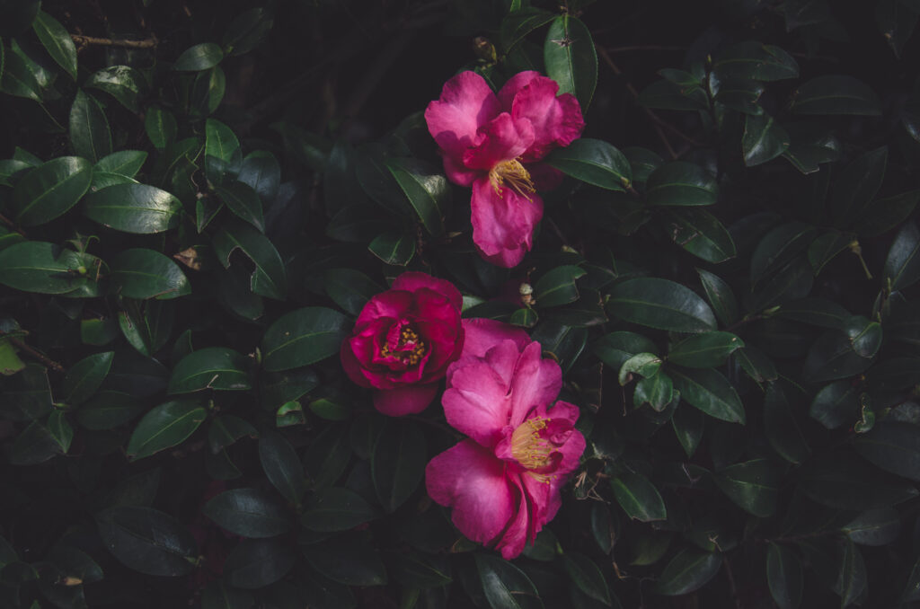Vibrant Pink Wild Roses on Lush Green Bush - Nature Background Wallpaper