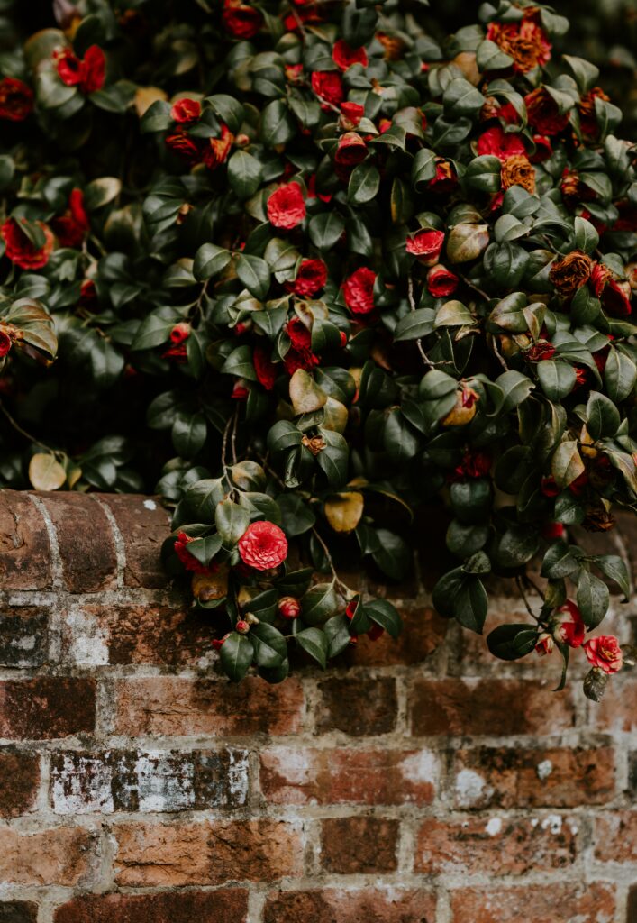 Vibrant Red Camellia Bush Over Rustic Brick Wall: Natural Beauty Wallpaper
