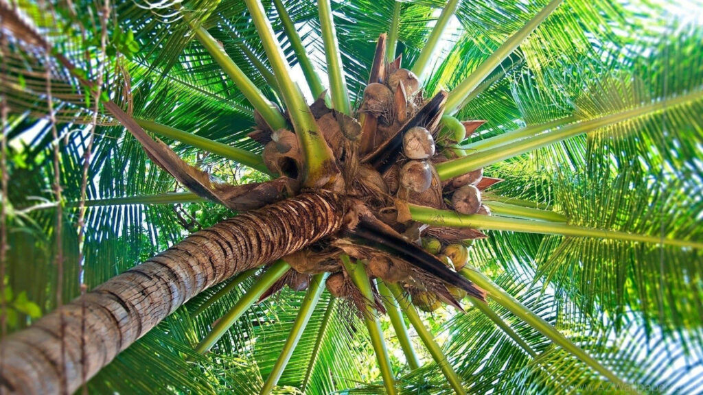 Upward view of lush coconut tree with mature coconuts and vibrant green leaves in sunlight Wallpaper