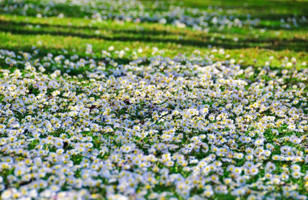 Vibrant Daisy Field Wallpaper: Serene Nature Background