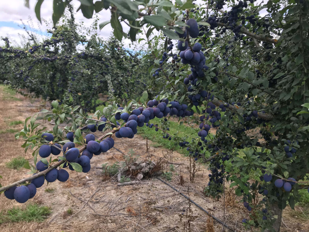 Ripe damson plum branches with deep purple blue fruit and green leaves in vibrant orchard background Wallpaper