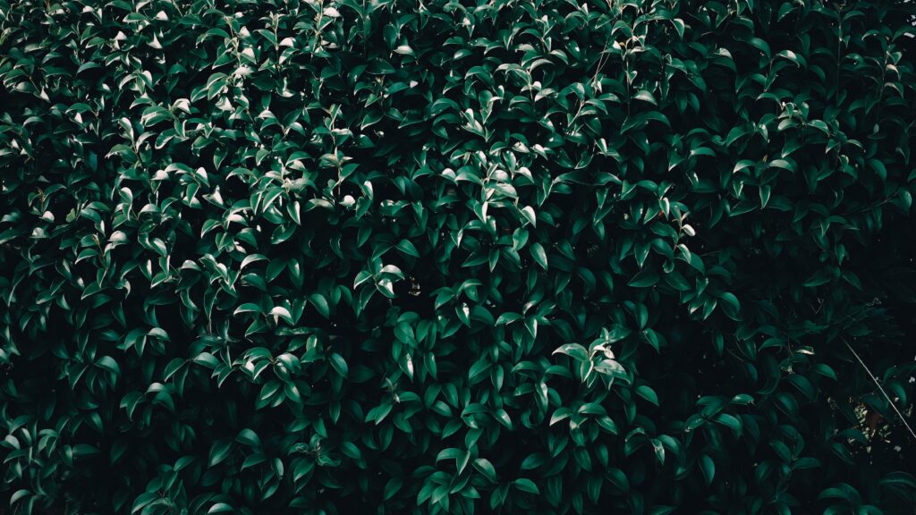 Dense dark green leaves and branches wallpaper capturing natural forest texture and calming foliage