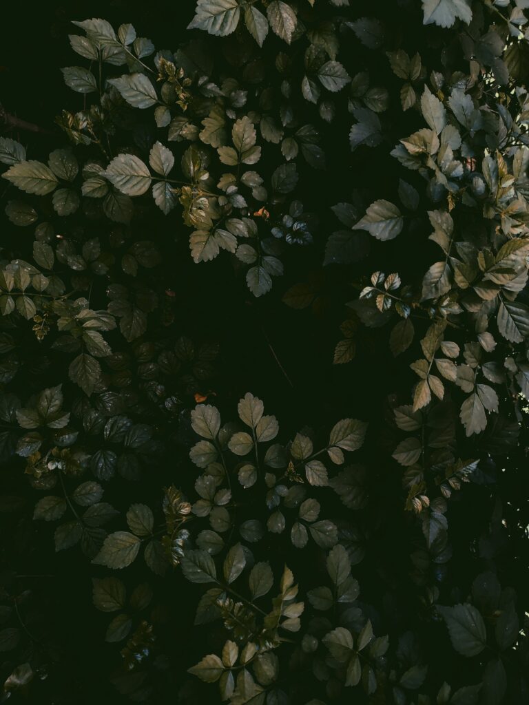 Aerial view of dense dark green leaves and grass creating lush natural textured wallpaper background