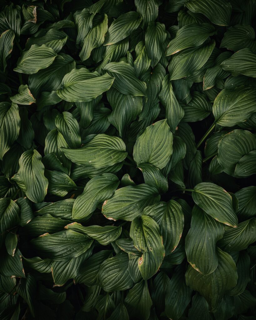 Lush dark green leaves wallpaper with textured botanical patterns creating calming nature ambiance
