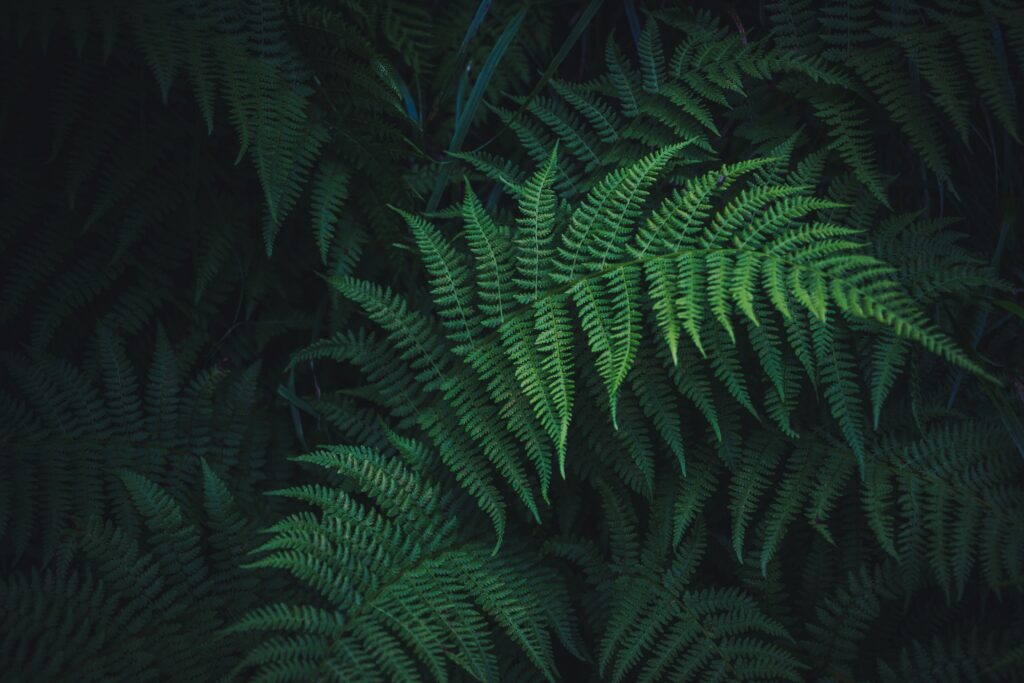 Intricately detailed deep green fern leaves wallpaper with carved textures lush botanical background