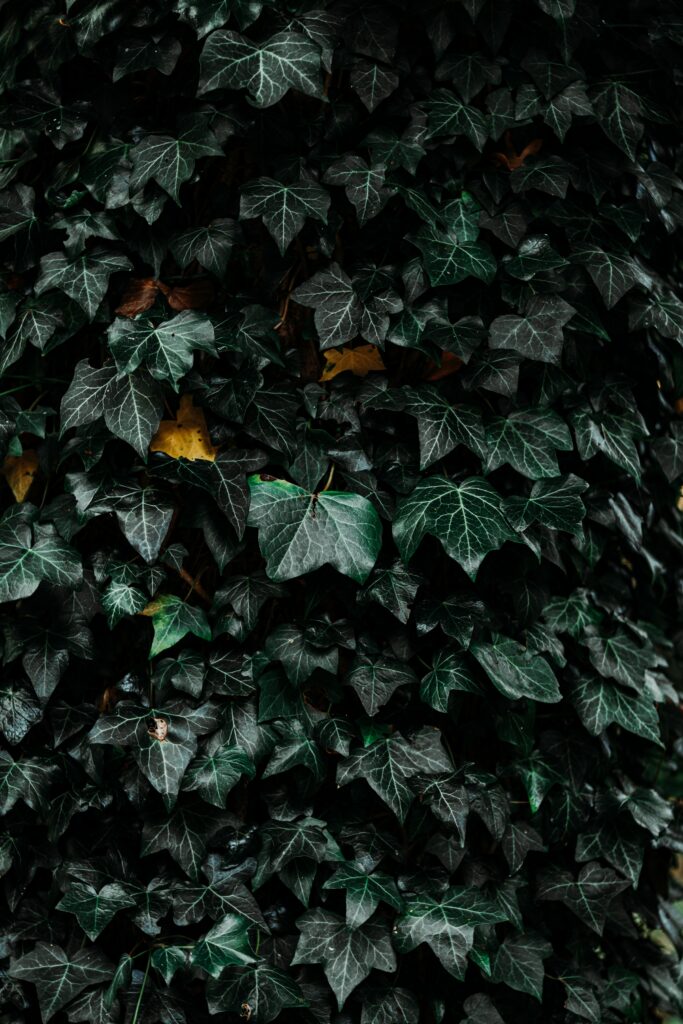 Lush deep green leaves wallpaper creating a dense natural textured background for decor
