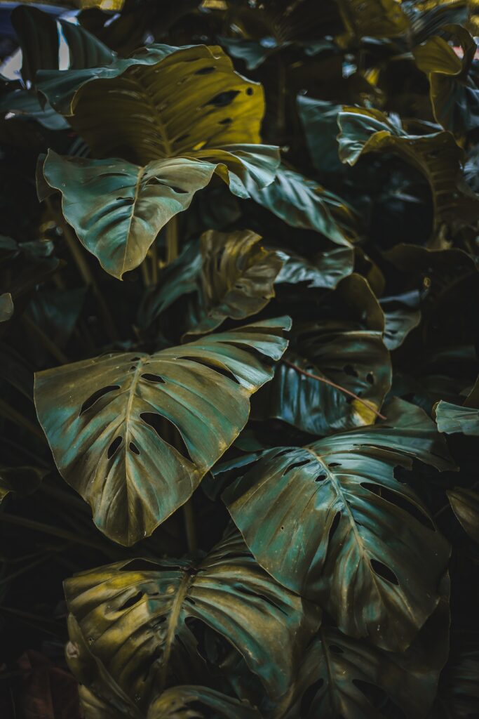 Lush deep green monstera leaves with dramatic shadows in a vibrant tropical forest background Wallpaper