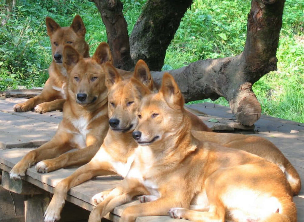 Dingoes Relaxing on Wooden Platform in Lush Greenery Background Wallpaper