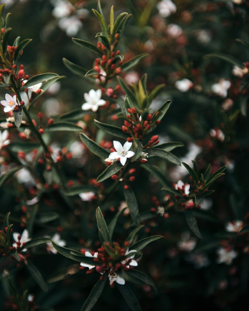Lush Eriostemon Flower Wallpaper: Serene Botanical Beauty Background