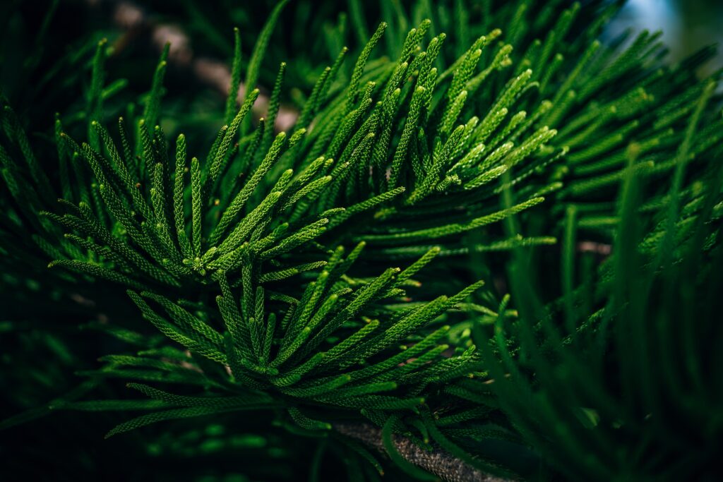 Close-up of lush green evergreen branches with vibrant needles detailed in high resolution wallpaper