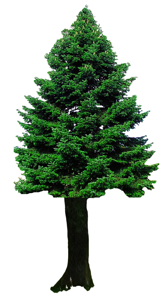 Symmetrical Evergreen Tree Wallpaper on Transparent Background
